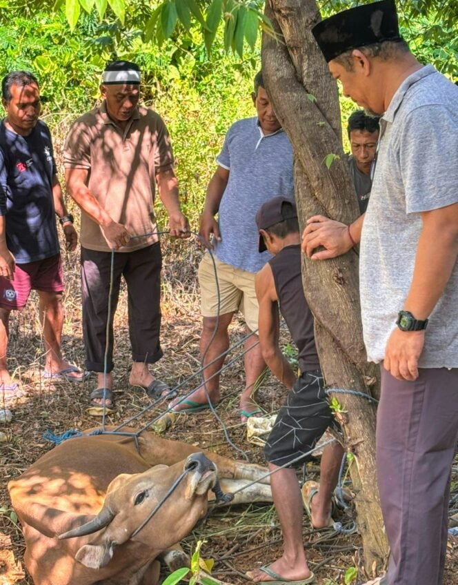 
					Kurban Enam Ekor Sapi, PT CLM Berharap Idul Adha Tahun Ini Akan Jadi Titik Balik Peradaban