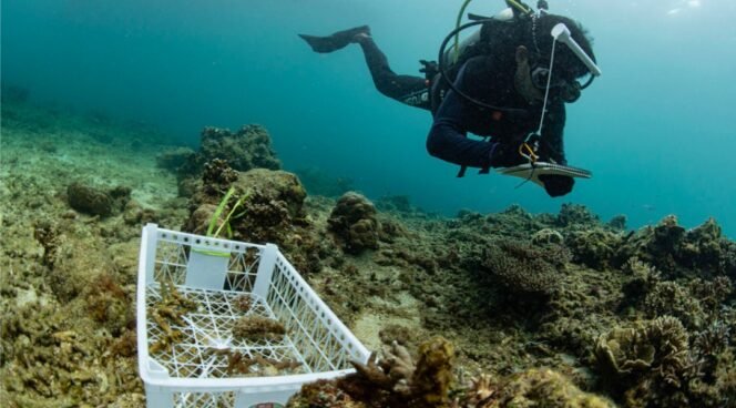 
					Langkah Strategis Pulihkan Laut Demi Generasi Mendatang: PT Vale Tanam 25 Struktur Terumbu Karang dan Bersihkan Pesisir Pulau Bulupoloe
