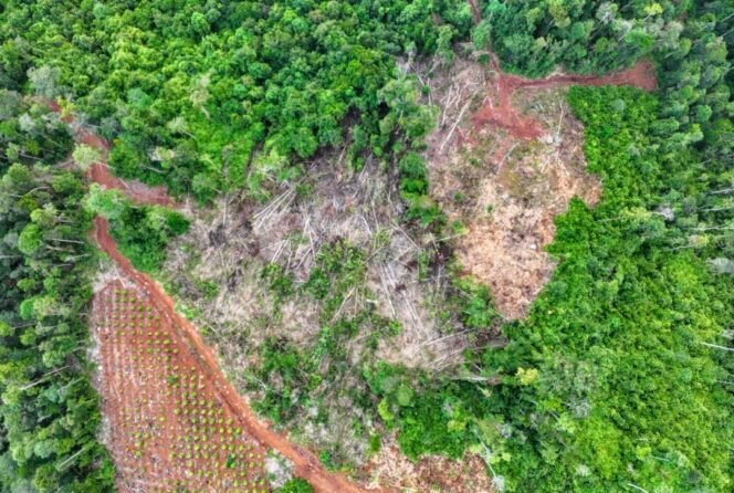 
					Tangkap 3 Pelaku Pembalakan Liar di Lutim, Balai Gakkum Ingatkan Pelaku Lain yang Beraktivitas