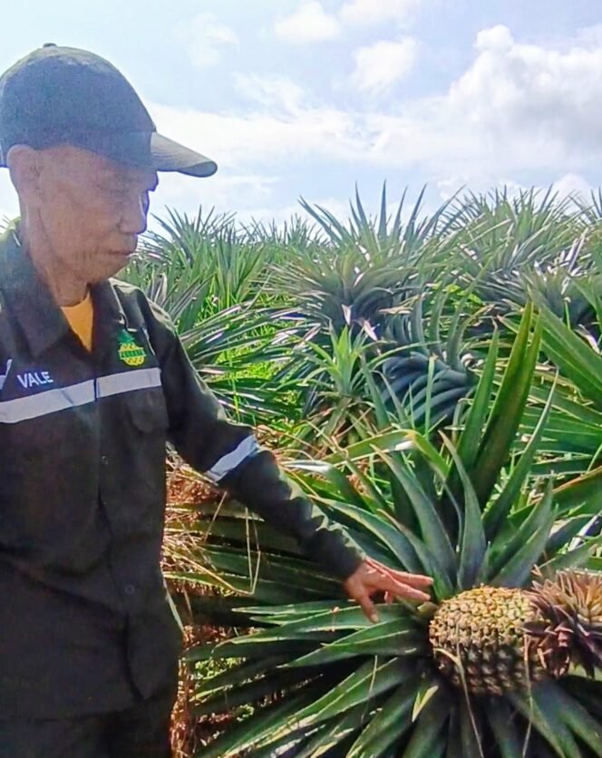 
					Mimpi Indah Mujiharjo Setelah Agrowisata Ponda’ta Dibina PT Vale Dan Terkenal Di Indonesia