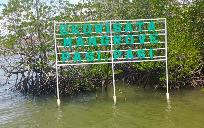 
					Mangrove Yang Ditanam PT Vale Perkuat Ekowisata Pesisir Pantai Pasi – Pasi