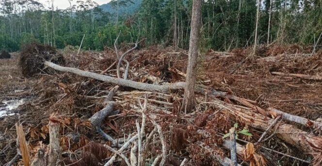
					Program Cetak Sawah Di Mahalona Raya Tidak Tuntas, Ratusan Hektar Lahan Terlantar