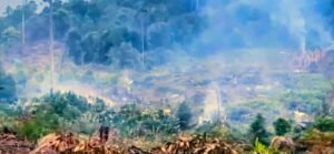 Gakkum LHK Tangkap Pelaku Perambahan Hutan Lindung Loeha, Praktik Jual Beli Lahan Ilegal Terbongkar