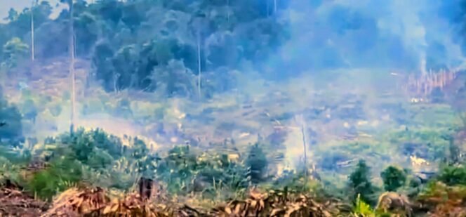 
					Gakkum LHK Tangkap Pelaku Perambahan Hutan Lindung Loeha, Praktik Jual Beli Lahan Ilegal Terbongkar